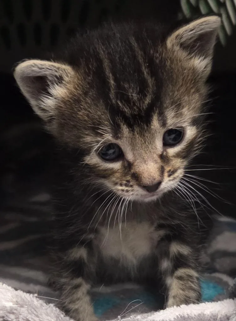 A baby small-sized female Domestic Short Hair cat named Cheshire for adoption in Olean, NY
