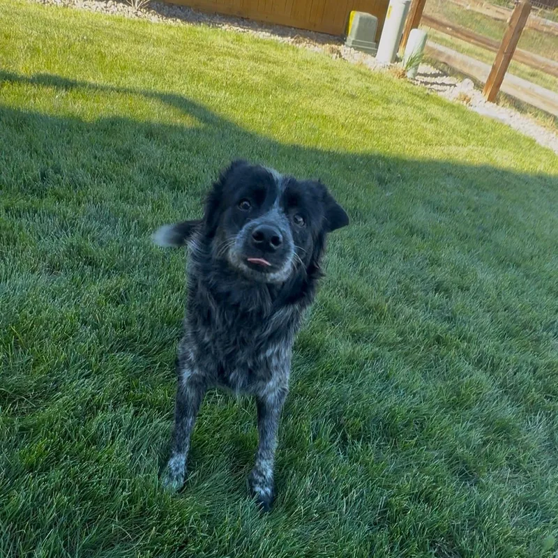 An adult medium-sized female Australian Cattle Dog / Blue Heeler dog named Adelaide for adoption in San Rafael, CA