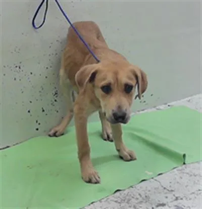 A young large-sized male Golden Retriever dog named Astro for adoption in Houston, TX