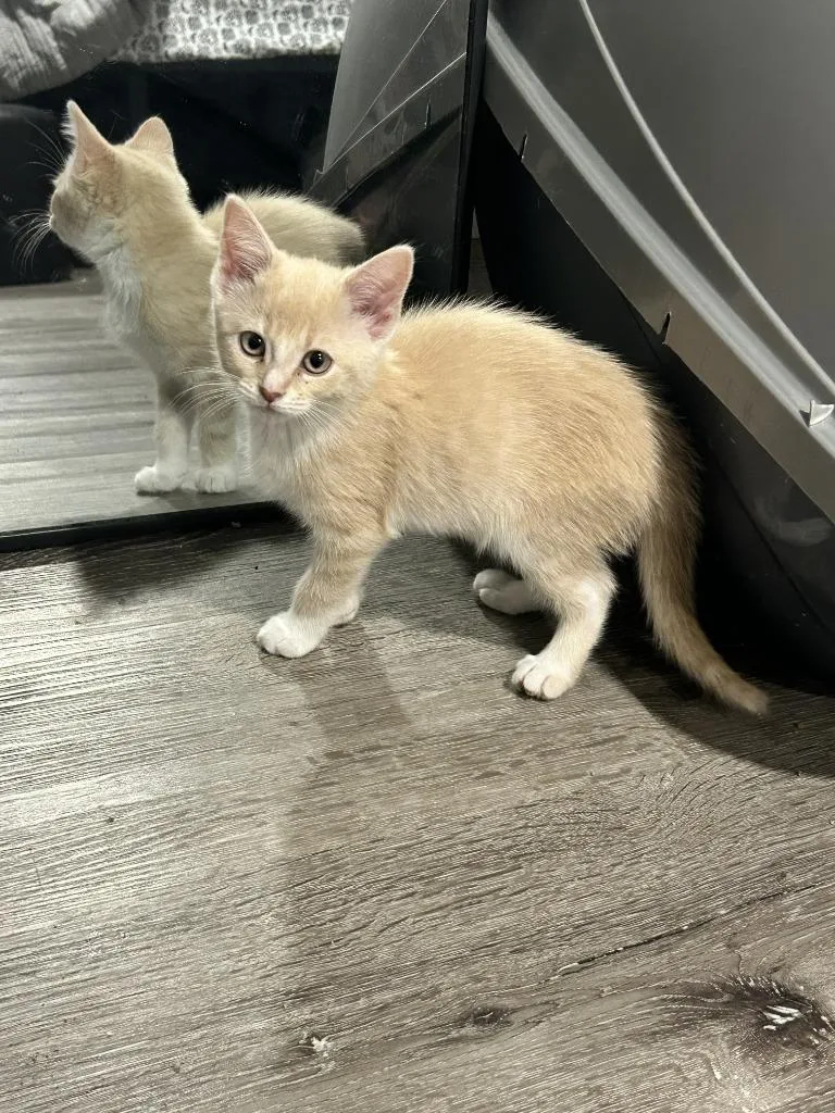 A baby medium-sized female Domestic Short Hair cat named Frosted Flakes for adoption in Pomona, NY