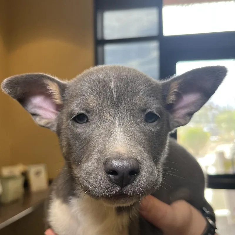 A baby small-sized female Gray / Blue / Silver Mixed Breed dog named Zafira for adoption in Palm Springs, CA