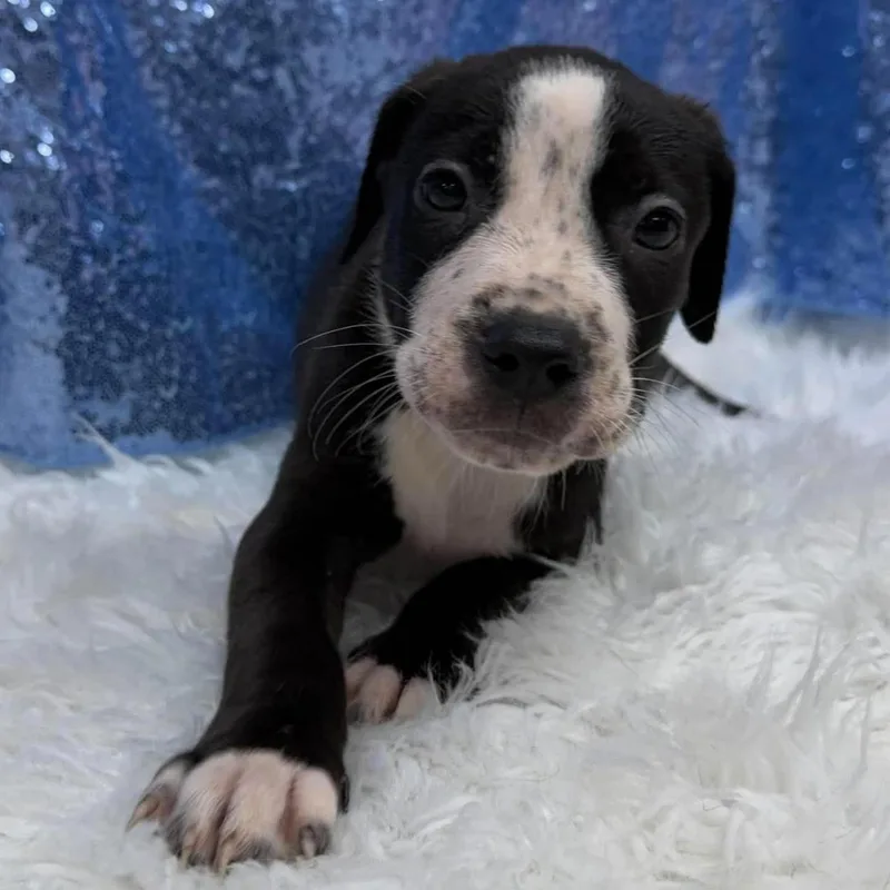 A baby medium-sized male Black Retriever dog named Jack for adoption in Cedarburg, WI