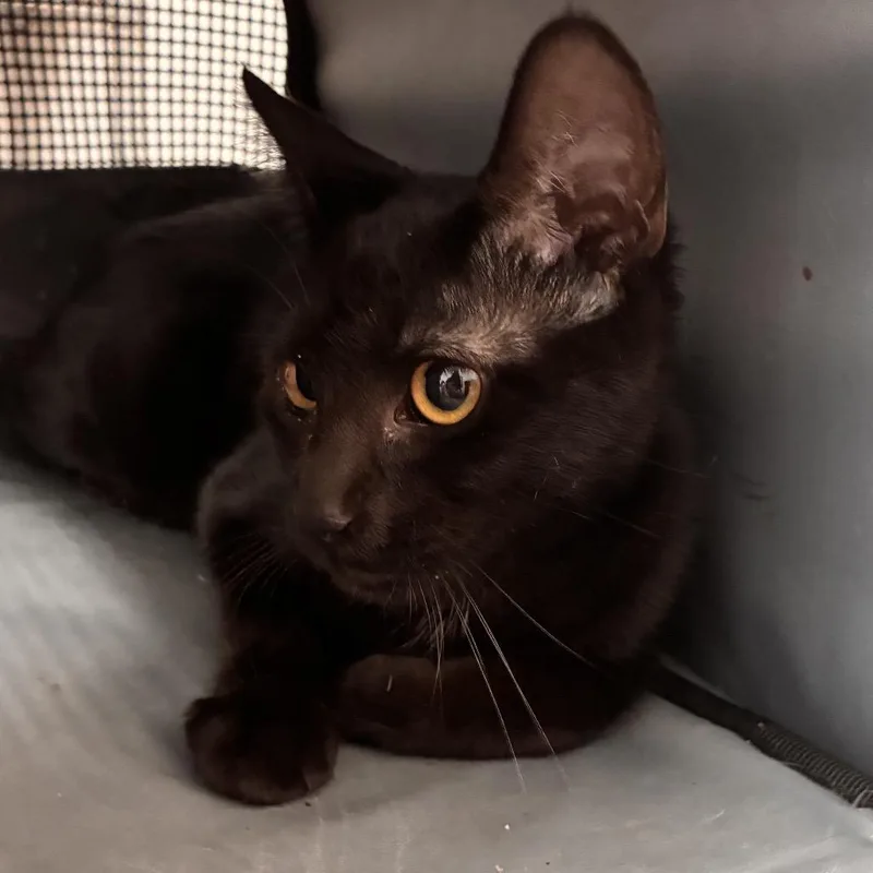 A baby medium-sized female Domestic Short Hair cat named Shadow for adoption in Edinburg, TX