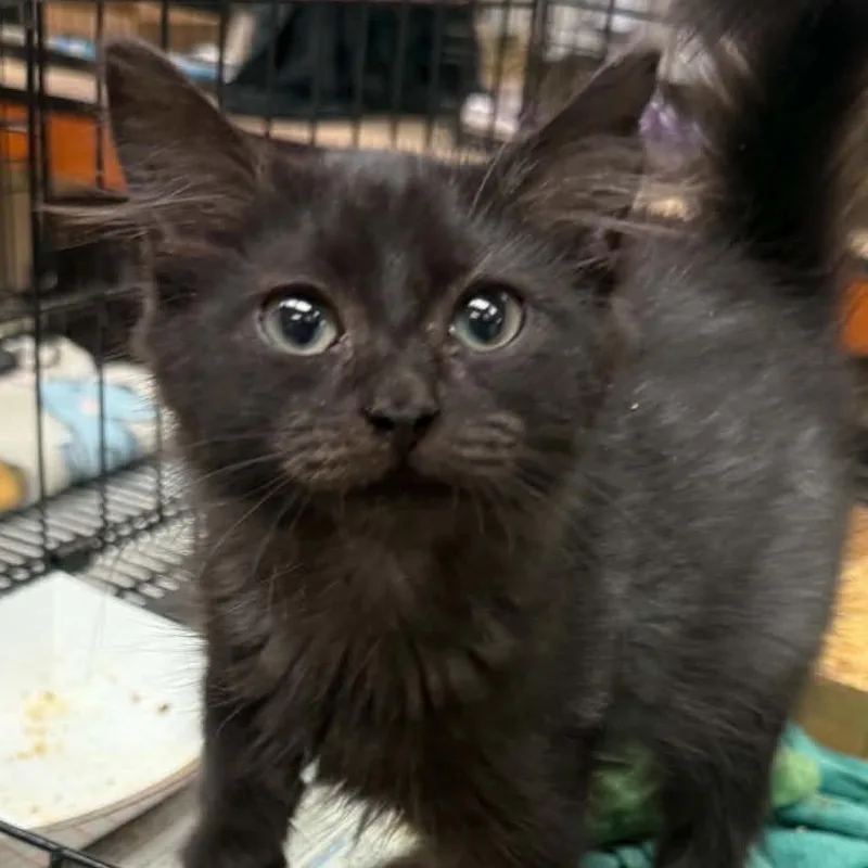 A baby small-sized male Black Domestic Short Hair cat named Lil Ricky for adoption in Canton, NC