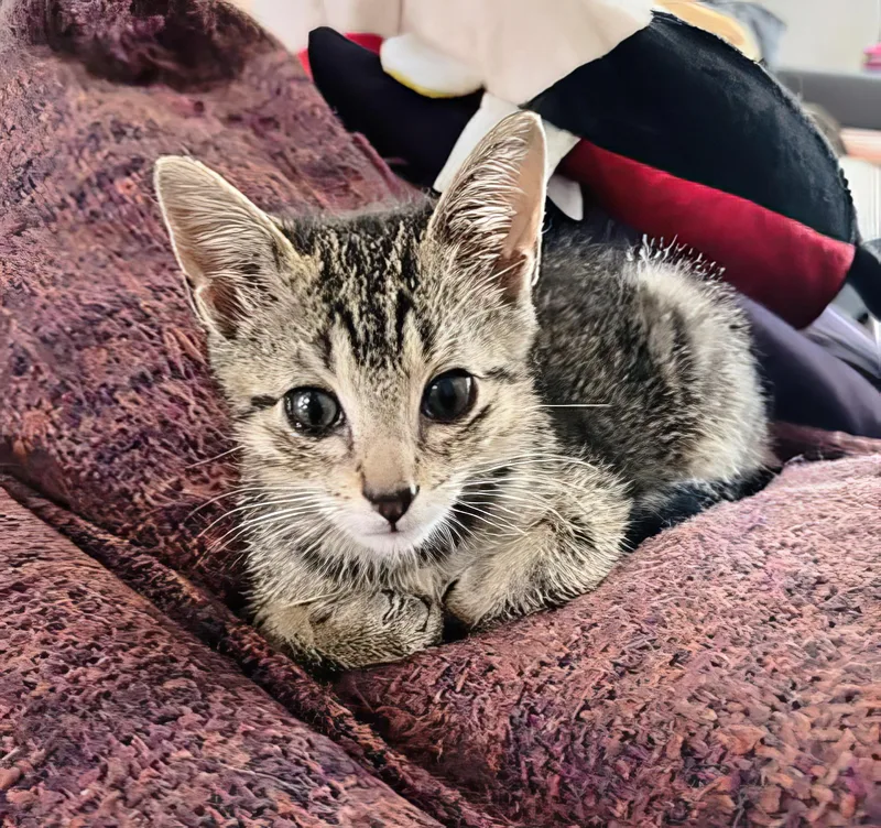 A baby medium-sized male Tabby (Brown / Chocolate) Domestic Short Hair cat named Freddie Purrcury for adoption in Nashville, TN
