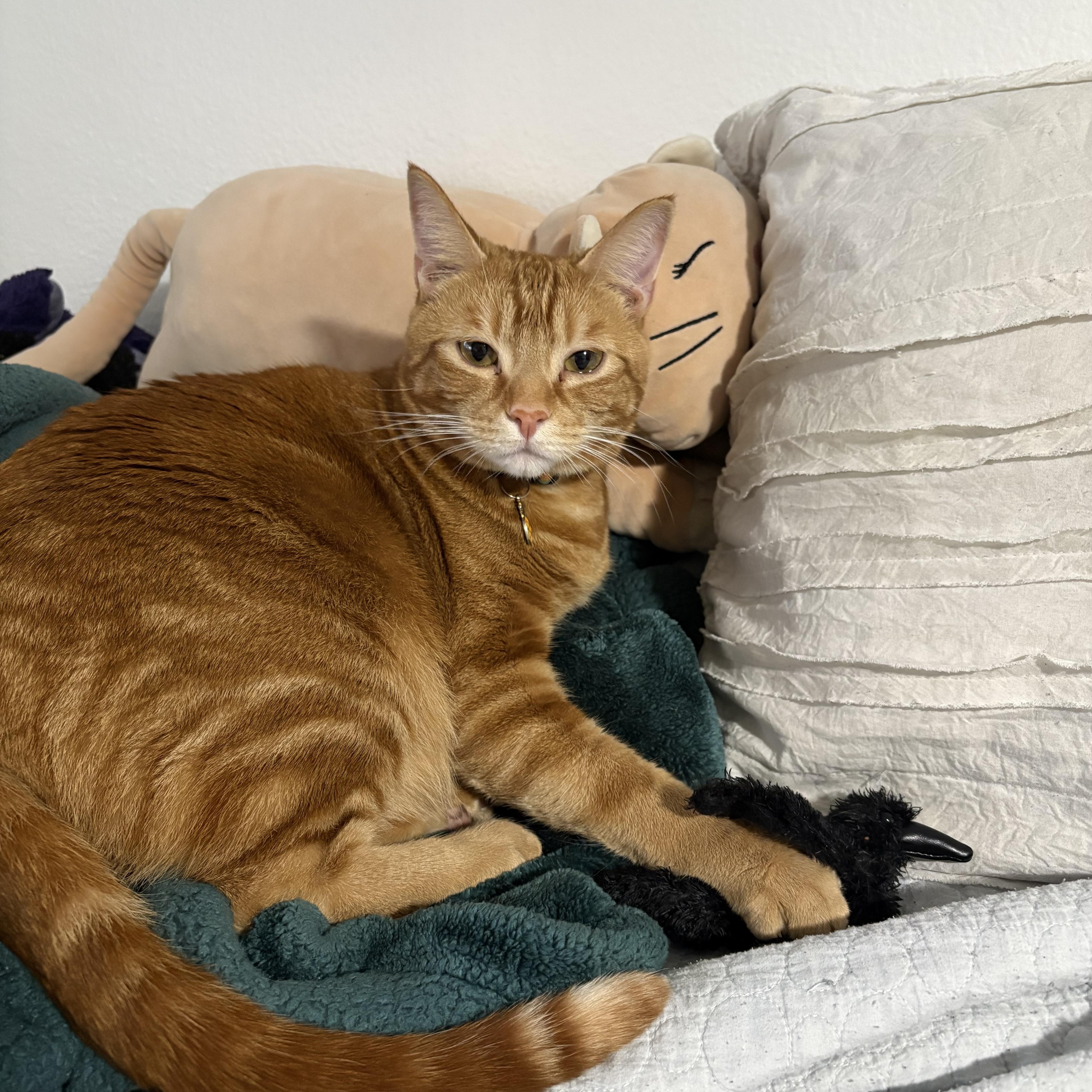 A young medium-sized male Orange / Red Domestic Short Hair cat named Romeo for adoption in Springfield, OR