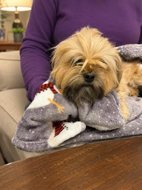 A baby small-sized female Yellow / Tan / Blond / Fawn Shih Tzu dog named Lola for adoption in Tifton, GA