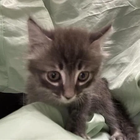 A baby small-sized male Domestic Short Hair cat named Finch for adoption in Tempe, AZ