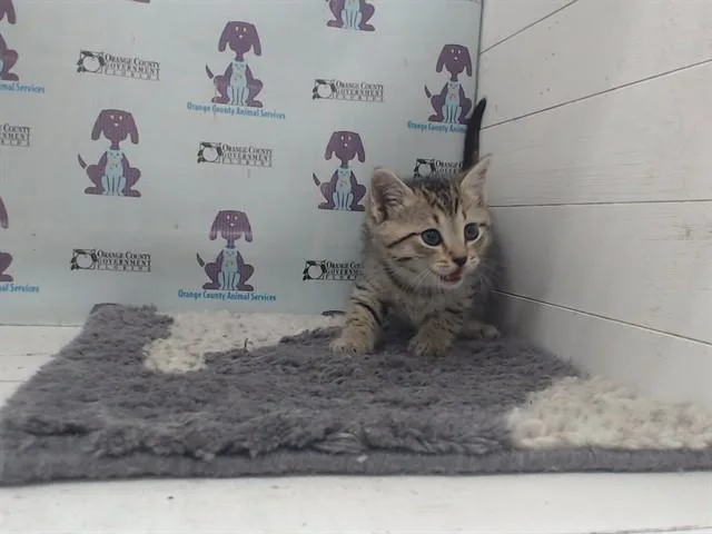 A baby small-sized female Domestic Short Hair cat named Little Lady for adoption in Orlando, FL