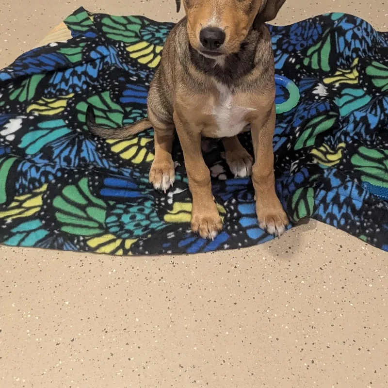 A baby large-sized male Yellow / Tan / Blond / Fawn Labrador Retriever dog named Smokey for adoption in Fenton, MI