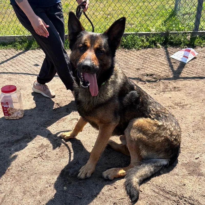An adult large-sized male Black Shepherd dog named Mars for adoption in Newark, NJ