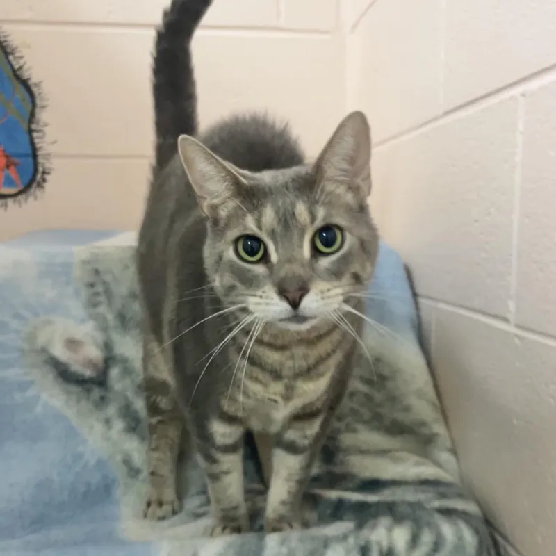 An adult large-sized male Gray / Blue / Silver Domestic Short Hair cat named Tom for adoption in Owosso, MI