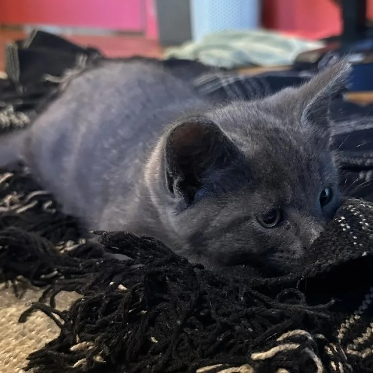 A baby small-sized male Domestic Short Hair cat named Moose for adoption in Traverse City, MI