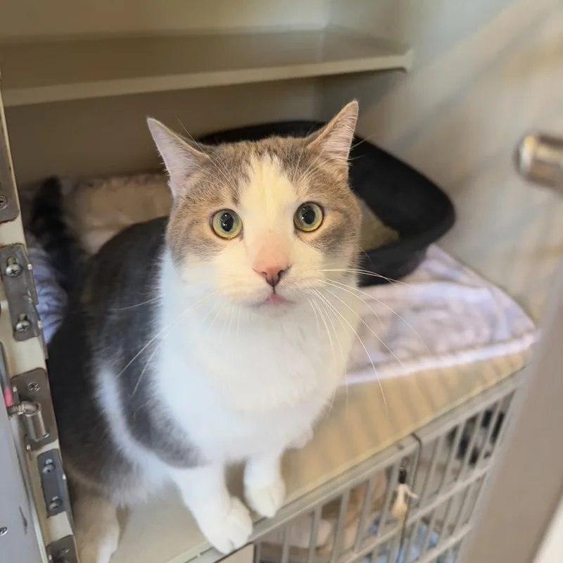 An adult extra large-sized male Gray / Blue / Silver Domestic Short Hair cat named Geez for adoption in Louisville, KY