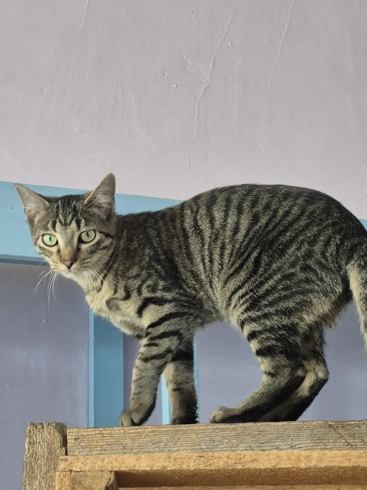 A baby small-sized female Domestic Short Hair cat named Calgary for adoption in Wild Rose, WI
