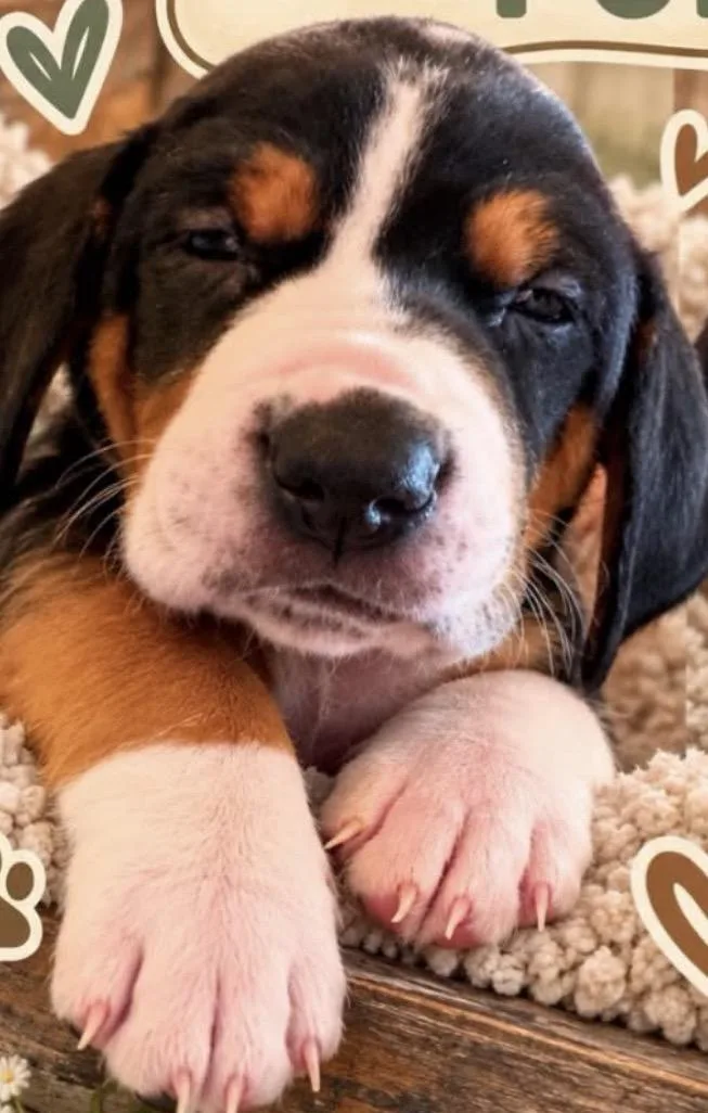 A baby large-sized male Hound dog named Waylon for adoption in Scottsdale, AZ
