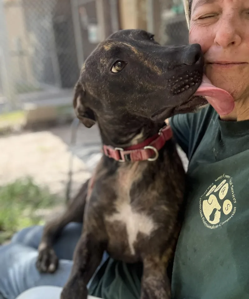 Luigi Trained thumbnail 3