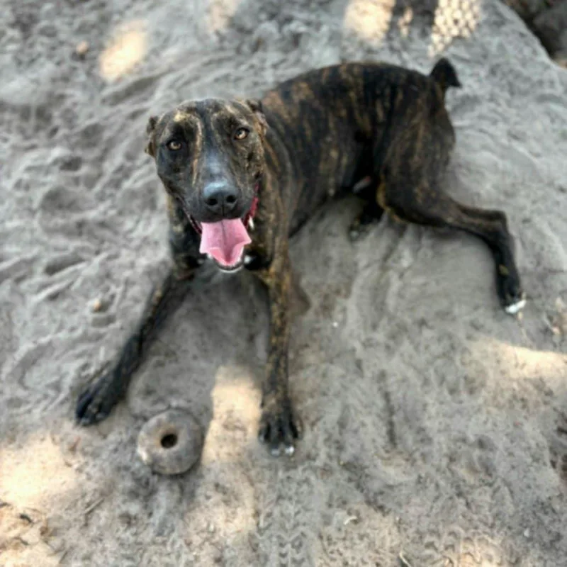 Luigi Trained thumbnail 4