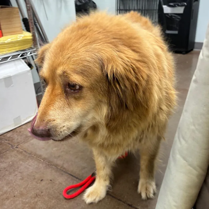 A senior large-sized female Golden Retriever dog named Boots for adoption in Chattanooga, TN