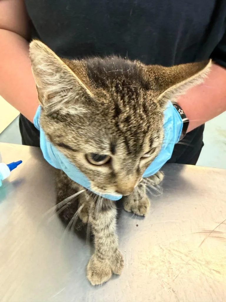 A baby large-sized male Domestic Short Hair cat named Samuel for adoption in Ogdensburg, NY