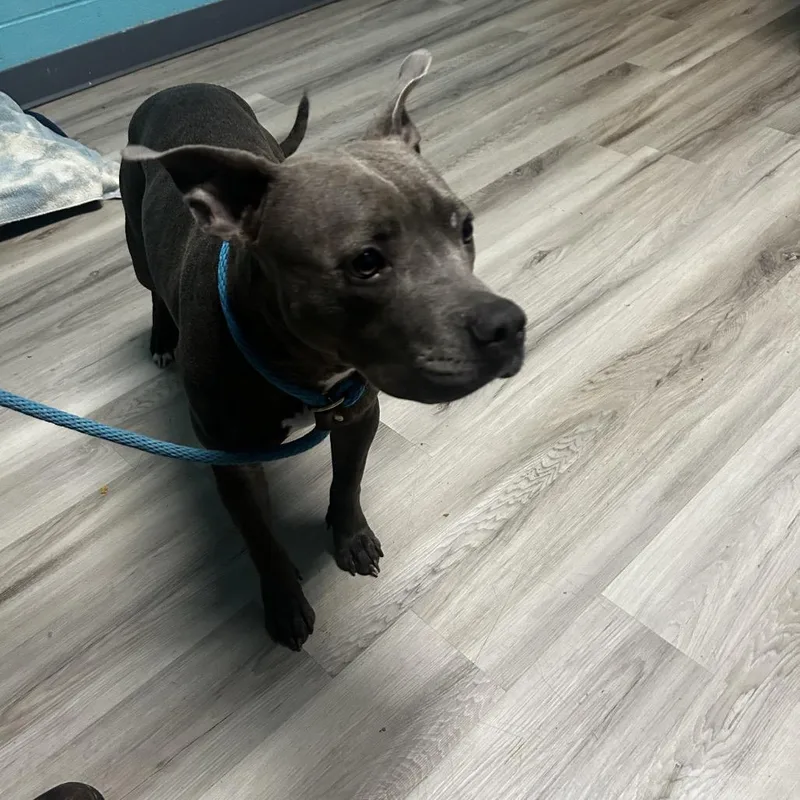 An adult medium-sized female Gray / Blue / Silver Terrier dog named Katseye for adoption in St. Louis, MO