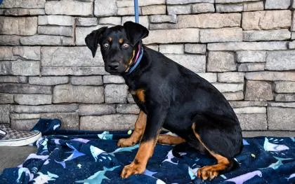 A baby large-sized female Doberman Pinscher dog named Angel for adoption in Yakima, WA