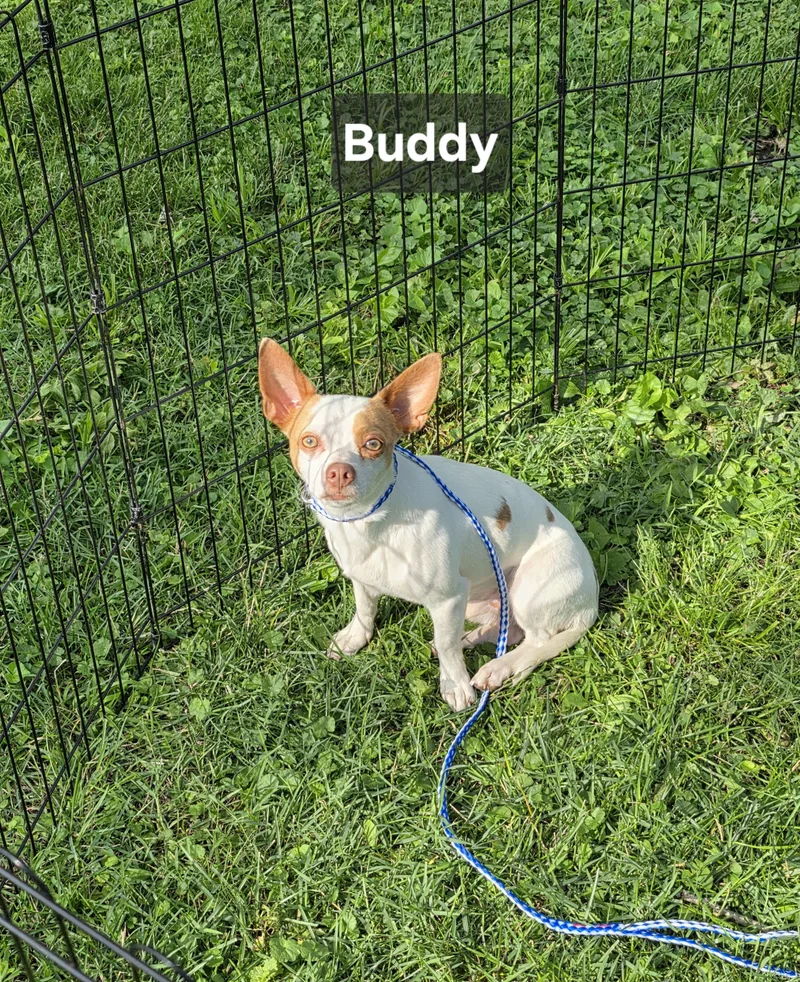 Buddy