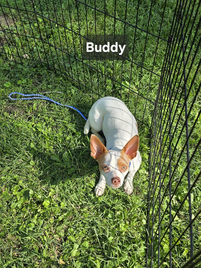 Buddy thumbnail 3