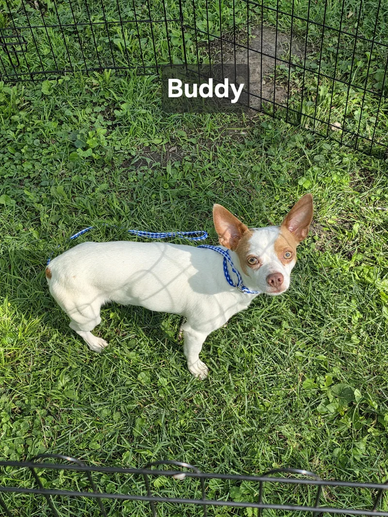 Buddy thumbnail 4
