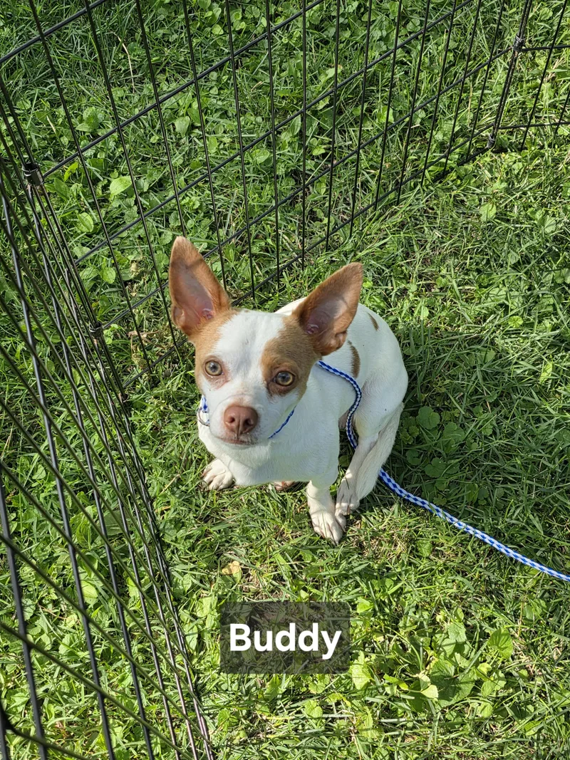 Buddy thumbnail 5