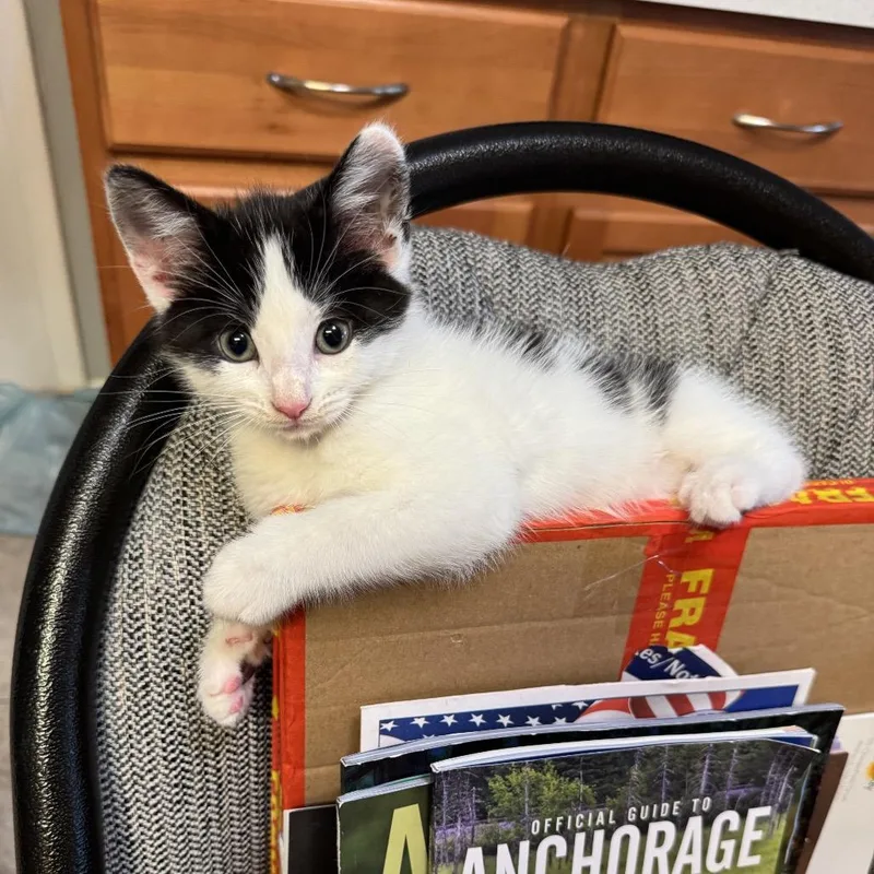A baby small-sized male Black Domestic Short Hair cat named Thor for adoption in Silver Spring, MD