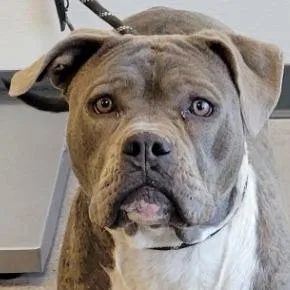 An adult large-sized female Gray / Blue / Silver Mixed Breed dog named Alice for adoption in Las Cruces, NM