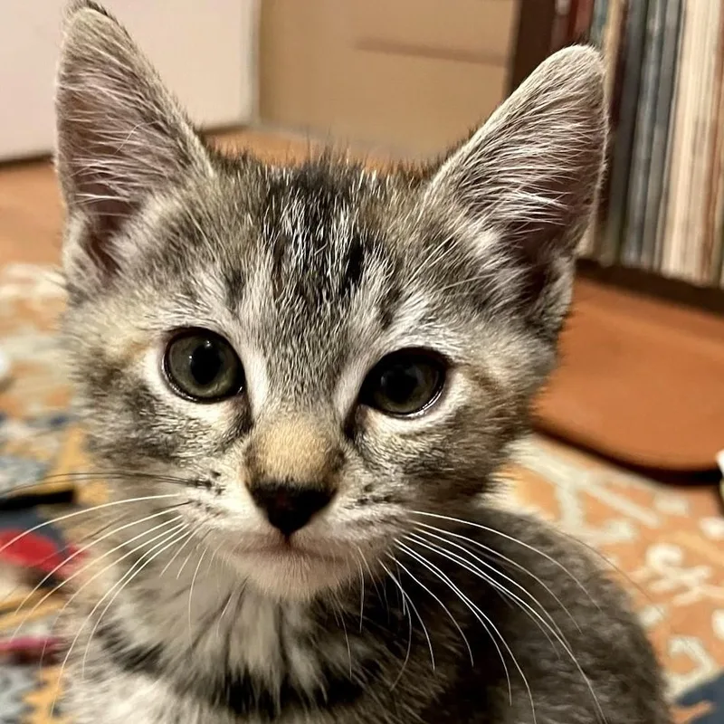 A baby medium-sized female Torbie Domestic Short Hair cat named Mangle for adoption in Portland, OR