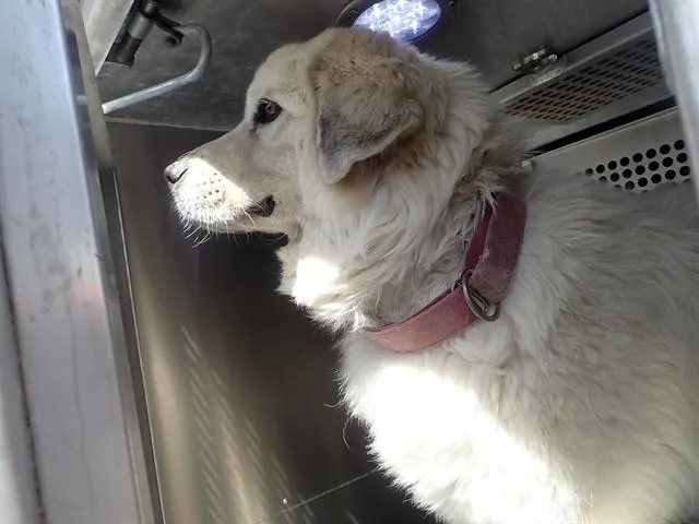 An adult large-sized female Great Pyrenees dog named Harley for adoption in Tucson, AZ