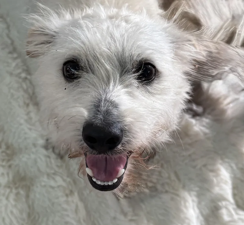 A young small-sized male White / Cream West Highland White Terrier / Westie dog named Cowboy for adoption in Cypress, TX