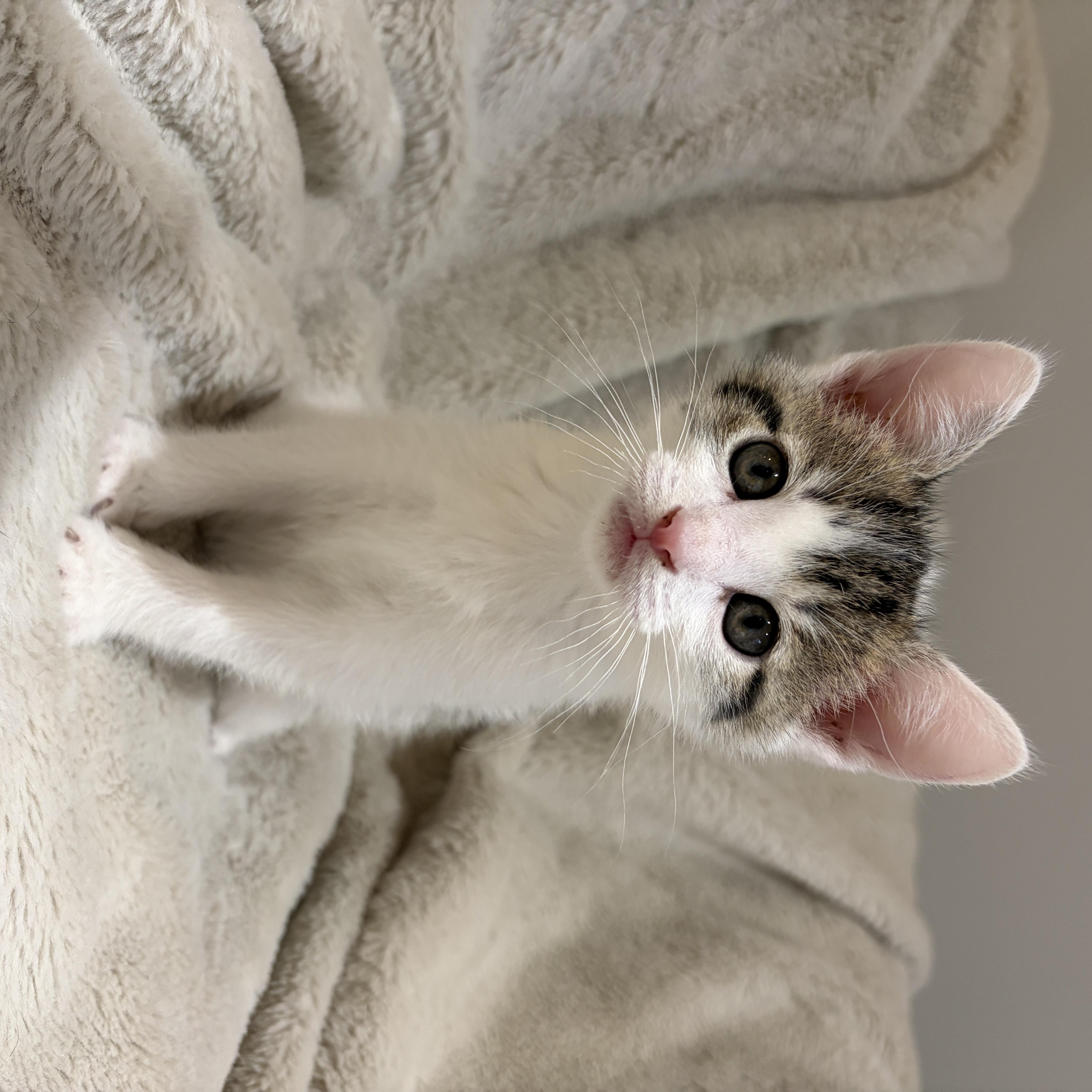 A baby medium-sized male White American Shorthair cat named Louie for adoption in Wadsworth, IL