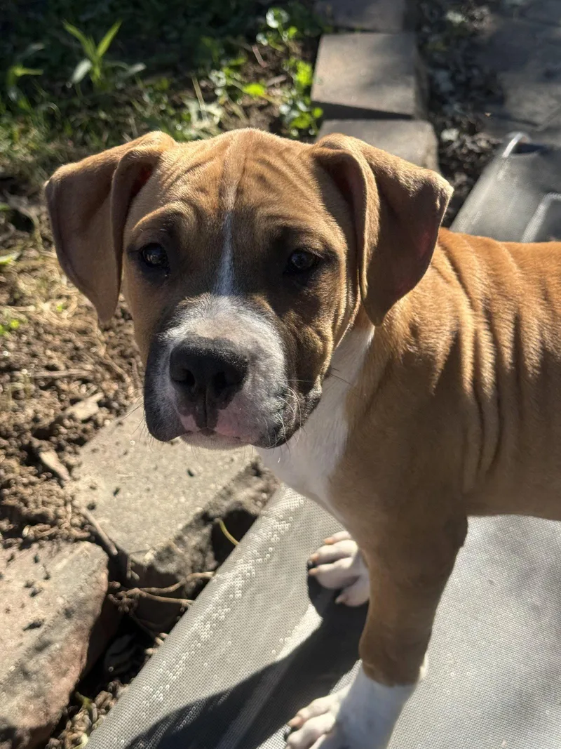 A baby large-sized male Pit Bull Terrier dog named Saylor for adoption in Fenton, MO