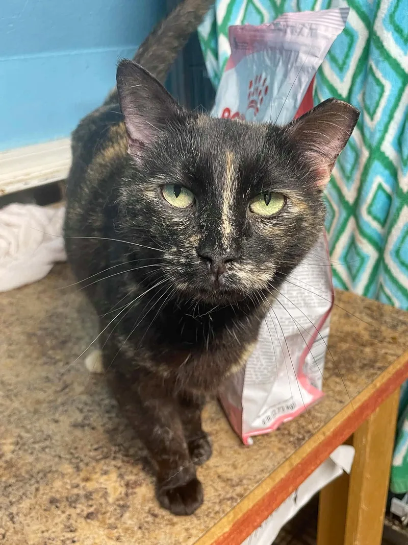 An adult medium-sized female Tortoiseshell cat named Autumn for adoption in Flint Hill, VA