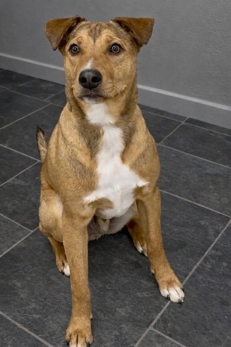 A young medium-sized male Yellow / Tan / Blond / Fawn Labrador Retriever dog named Hercules for adoption in Pleasant Valley, NY