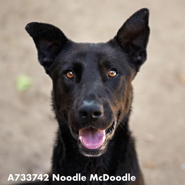 An adult large-sized male German Shepherd Dog dog named Noodle Mcdoodle for adoption in Sacramento, CA