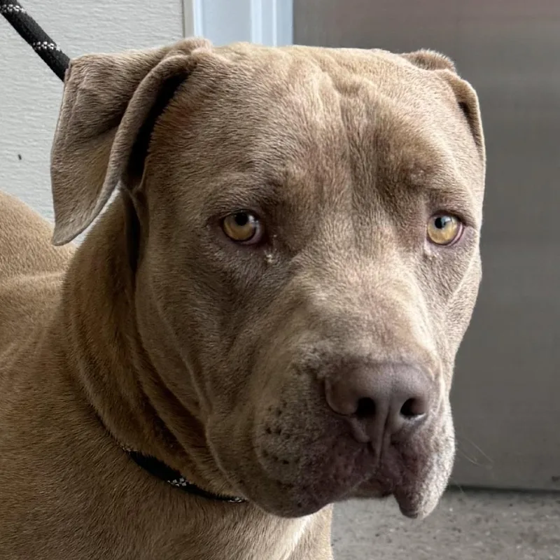 An adult medium-sized male Yellow / Tan / Blond / Fawn Mixed Breed dog named Brick for adoption in Las Cruces, NM