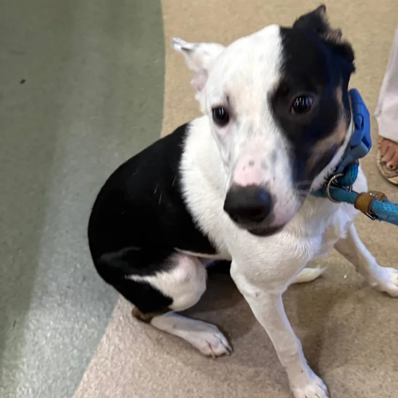 A young medium-sized male Black Border Collie dog named Muncy for adoption in Upland, CA