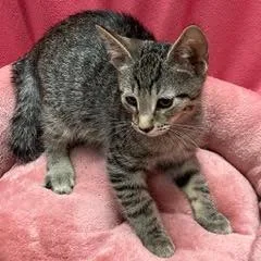 A baby medium-sized male Tabby (Gray / Blue / Silver) Tabby cat named Capellini for adoption in Green Valley, AZ