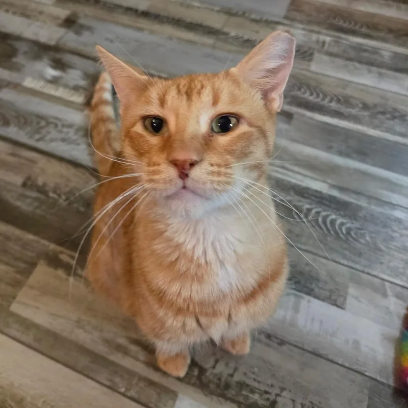 An adult large-sized male Domestic Short Hair cat named Hubba Bubba for adoption in Normal, IL
