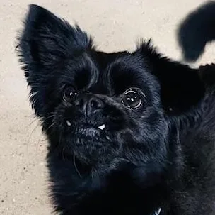 A young small-sized male Black Chihuahua dog named Axel for adoption in Egg Harbor City, NJ