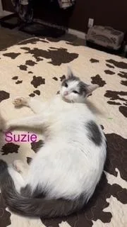 An adult medium-sized female Gray & White Domestic Short Hair cat named Suzie for adoption in Evansville, IN