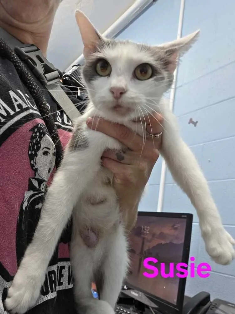 Suzie thumbnail 2