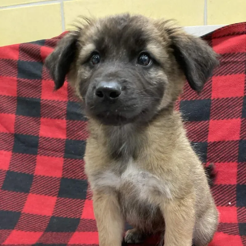 A baby small-sized male Brown / Chocolate Shepherd dog named Whiskey for adoption in Beaumont, TX