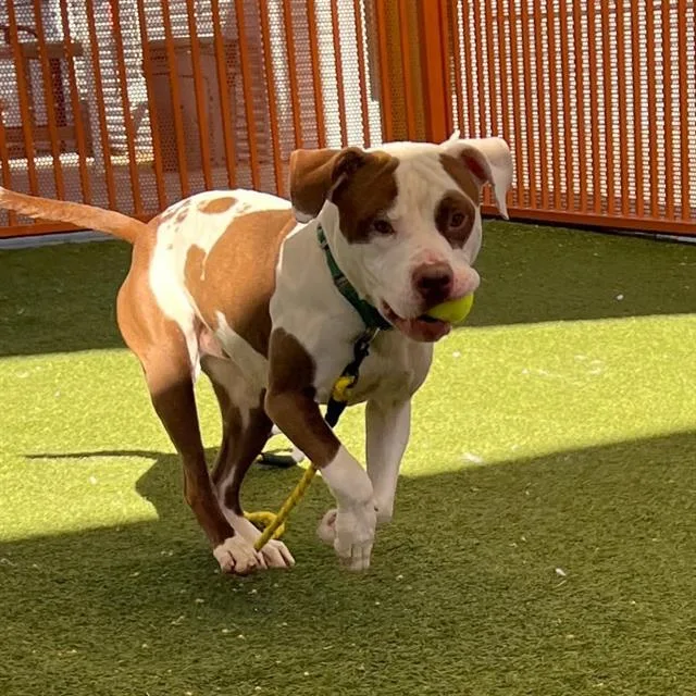An adult large-sized male Pit Bull Terrier dog named Zeus for adoption in Las Vegas, NV