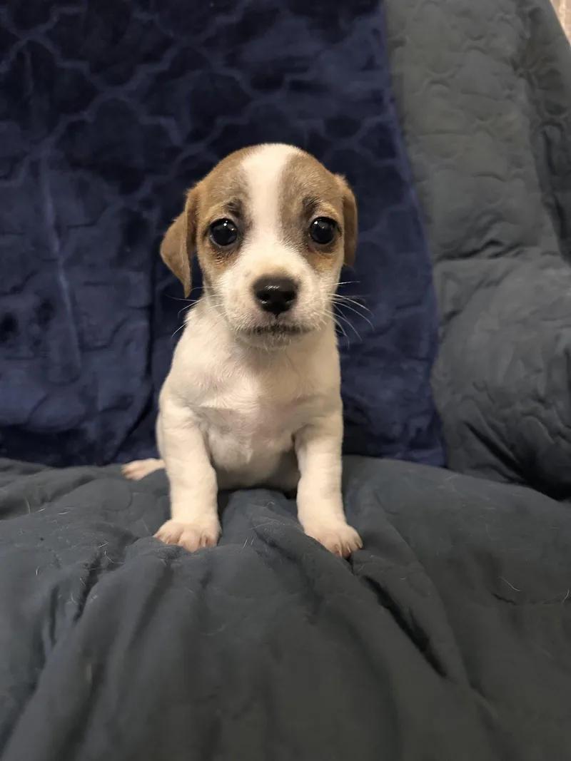 A young medium-sized male Jack Russell Terrier dog named Sharky for adoption in Ball Ground, GA